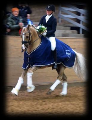Nathalie Horse Care Dansk Sport Pony Avlschampionat 2018