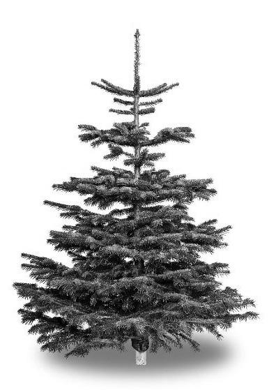 Juletræer Sælges Spejderne sælger i år juletræer ved Rema 1000 de 3 weekender før jul (starter den 3. december) i tidsrummet 11.00-16.00 på lørdage og søndage. I ugen op til jul også i tidsrummet 17.