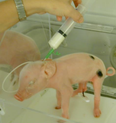 Kunstig opstart af svage nyfødte grise nytter det noget?