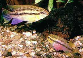 80,- Pop. navn: Palletcichlide Pelvicachromis pulcher er en af de mest populære små cichlider fra Vestafrika og det forstår man så godt. Den er let at holde, let at opdrætte og så er den så smuk.