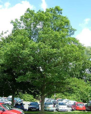BEPLANTNING eksisterende lindetræer foreslåede lindetræer foreslåede Beplantningen i forslaget består udelukkende at store, højstammede træer, således at fladen, byens gulv, kan anvendes til
