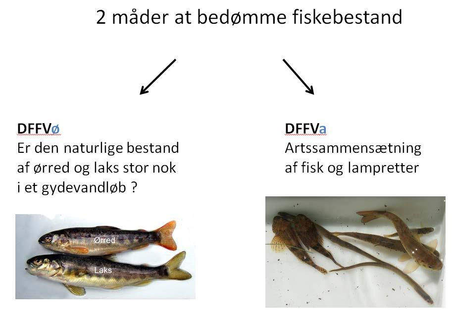 Dansk Fiskeindeks For Vandløb, DFFV Officielt EU-miljømål for de danske vandløbs miljøtilstand I september 2015 udsendte Miljøministeriet en bekendtgørelse, som indeholder miljømål for fisk - dvs.