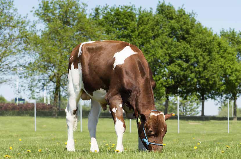 Brugsplanen Udvalget af Røde Holstein tyre har aldrig været bedre, og for første gang er Holstein racens bedste tyr en Rød Holstein - nemlig VH Don Red.