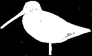 Kun fuglen fra 1894 blev oprindelig bestemt til Langnæbbet Sneppeklire (Salomonsen 1963), mens de tre øvrige har været omtalt som ubestemte sneppeklirer af Salomonsen (1963) og Dybbro (1978) og først