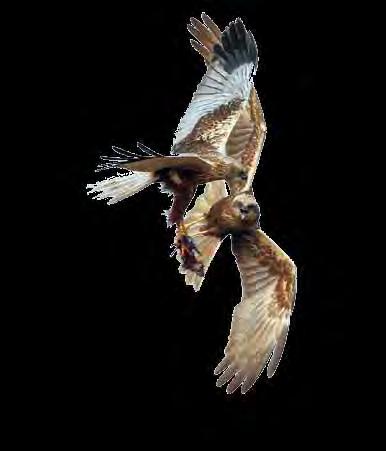 Rørskovens elegante En rovfugl glider ind over rørskoven med hængende fødder og vingerne smukt hævet i v-form. Den har et byttedyr godt klemt fast i fangerne og nærmer sig stedet, hvor vi står.