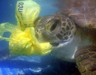 Effekter på store dyr Krybdyr Fugle Pattedyr Over 50% af alle havskildpadder har spist plastik