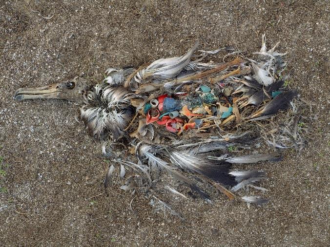 plastikaffald Alle havfuglearter er fundet med plastik i maven Arter såsom Albatros er truet, da
