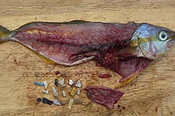 Stillehavet, de danske farvande og Viktoriasøen) Plastik i mere end 20% af fisk fanget