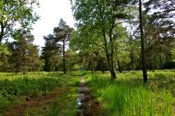 Om Åmosen Lyngby Åmose, der ligger på nordsiden af Lyngby Sø, er et fredet naturområde. Det er karakteristisk ved at indeholde en række - meget forskellige - levesteder for planter og dyr.