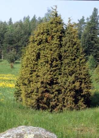 Almindelig ene kaldes også for ene eller enebær-busk. Det er et stedsegrønt nåle-træ.