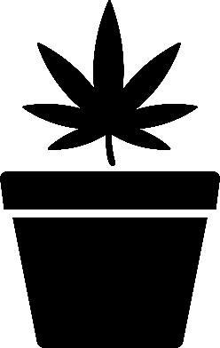 Forsøgsordningens distributionskæde Cannabis Cannabisudgangsprodukt