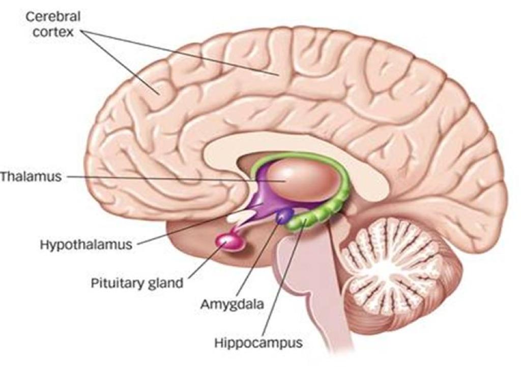 Cortex Hypothalamus: Hjernens termostat Hypofysen: Styrer stresshormon-udskillelse Thalamus Amygdala:
