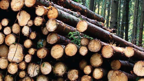 Omkring halvdelen af det træ, der fældes i skoven, går direkte til energiproduktion som flis og brænde. Vedvarende energi er godt, men samtidig skal biodiversiteten bevares.