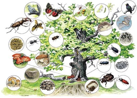 6 Gamle træer er en verden af liv Gamle egetræer kan være levested for mere end 1000 forskellige arter af svampe, mosser, laver, insekter, fugle og pattedyr.