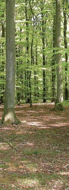 2 Naturhensyn ved træproduktion mener, at al skovdrift skal ske i balance med naturen.