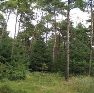De træarter, som naturligt er kommet til Danmark efter istiden (hjemmehørende arter), er blevet fulgt af en lang række andre organismer, som de har udviklet sig sammen med.