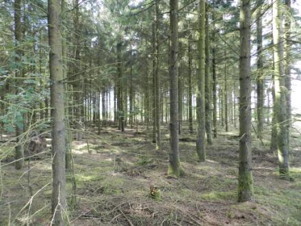 Arealfordeling Skovlyst er en skov- og naturejendom, som rummer både skovbevoksede arealer og lysåbne naturtyper.