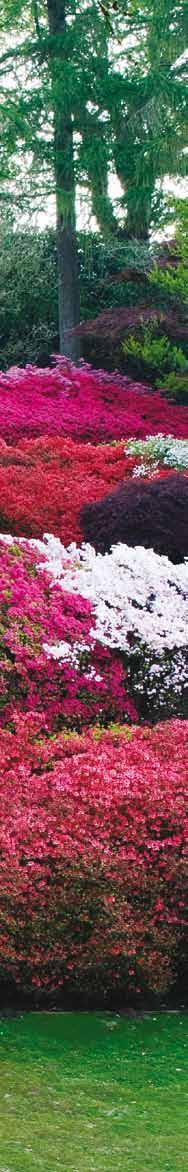 Forårspang i surbundsbedet Plantested Azalea elsker sol og skal derfor placeres på en solrig plads Efter en mørk og kold vinter sukker alle haveejere efter forår med sol, varme og skønne blomster.
