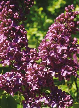 De klassiske Ludwig Spaeth Store purpurviolette, enkle blomster i 30 cm