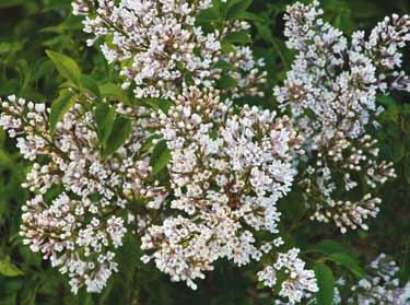 Blomsterne, som først springer ud i juni måned, ses som 10-20 cm lange stande med små aflange blomster, der dufter svagt.