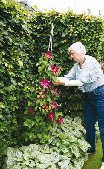 afprøvet et stort antal nye og gamle sorter i sin have i Ribe. Vokset op med roser Ernst Jensen er vokset op på en gård, hvor der både var prydhave og nyttehave.