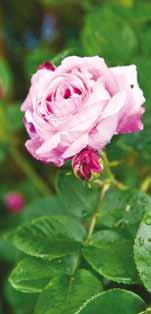 Rosenjord indeholder en stor mængde naturlige næringsstoffer og mikroorganismer, der skaber liv i jorden. Jorden er porøs og giver godt med ilt til rødderne.
