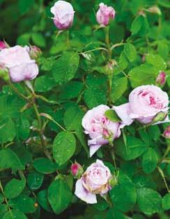 Mme Knorr Rosa Mundi Constance Spry Ernst Jensen anbefaler Udtynding i marts beskæring i april De tidligstblomstrende roser, de botaniske roser, samt de slyngroser, der blomstrer på andet års skud,