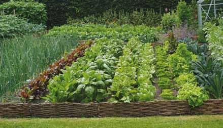 På de næste sider kan du få gode råd til, hvordan du kommer i gang med at dyrke dine egne grøntsager, og vi har valgt at tage udgangspunkt i at dyrke salat.