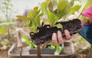 4Udplantning Mange salattyper danner hoveder. Sår man sine frø ud på en lang række, vil afstanden mellem hver plante være ujævn.