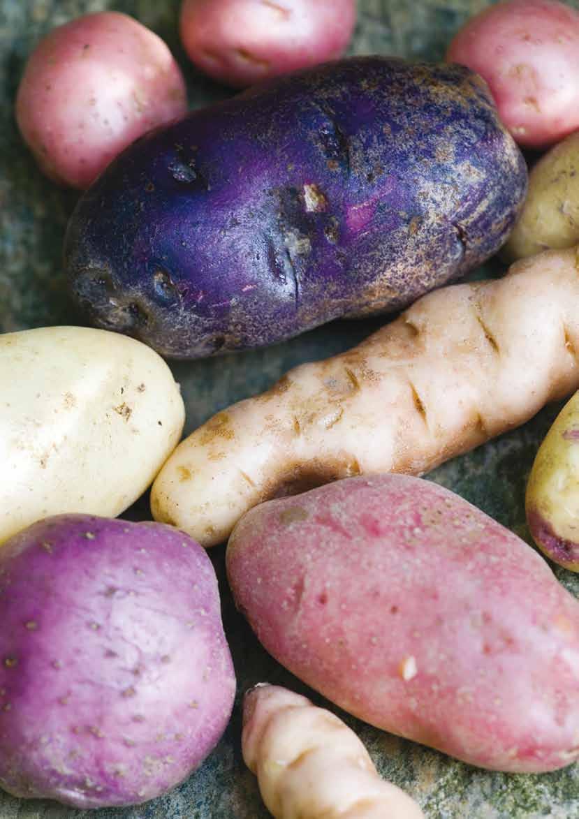 Kartofler for sjov Den mest dyrkede grøntsag i haverne er kartoflen.