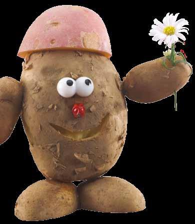 Simpel opskrift på dyrkning af kartofler i køkkenhaven Forspiring: Opvarme jorden: Lægning: Pasning: Høst: Læg kartoffelknoldene med øjenene