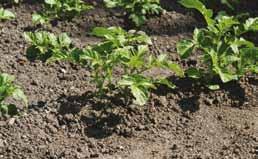 Sørg for at holde ukrudt væk og vand i tørre perioder Når kartoffelplanterne blomstrer, kan du høste knoldene Når du dyrker i andre