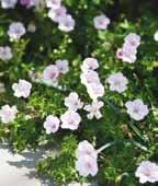 Ingwersen s Variety Højde:...40 cm Blomstringsfarve:...lys rosa Blomstringstid:...maj - juli Lysforhold:.