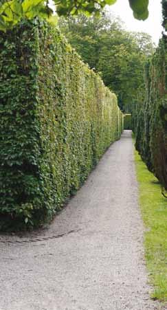På Egeskov Slot kan man ikke nøjes med at klippe hækkene én gang om året Gode råd! Undgå asketræer, ahorntræer og elmetræer i din have.