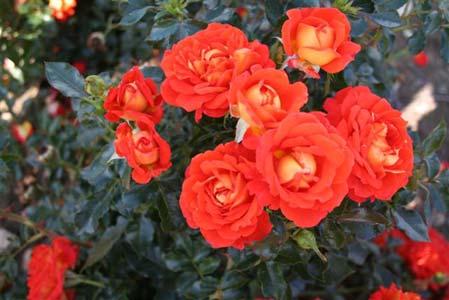 Rosen, der kun fremstilles til Foreningen Svend Gønge, kommer til at koste 100 kroner per styk. Overskuddet ved salget af roserne går ubeskåret til Foreningen Svend Gønge.