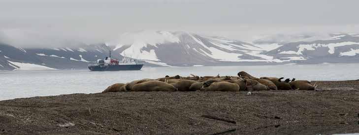 Kære tur-interesserede Det er med stor fornøjelse, at og Scanbird kan tilbyde denne drømmerejse til isbjørnens land - Svalbard.
