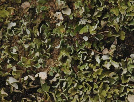 ) Kliddet bægerlav (Cladonia ramulosa) danner oprette podetier fra de spredte skæl på jorden. (Top right.