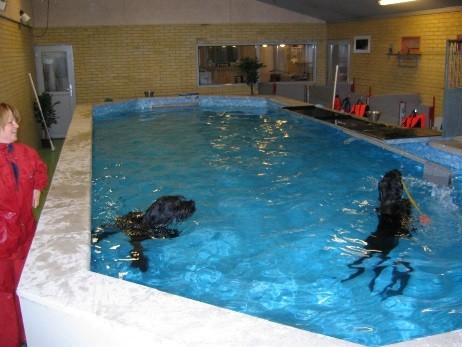 Lilleriscenter tilbyder hundesvømning i stor indendørs opvarmet swimmingpool i ergonomisk korrekt menneskehøjde.