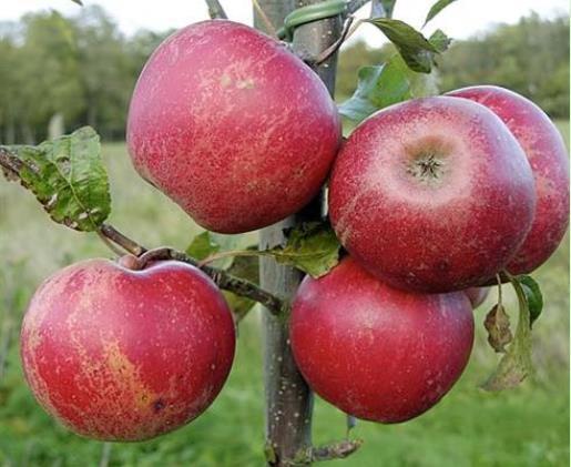 Æble Elstar' Elstar stammer fra 1955 og er en hollandsk krydsning mellem Ingrid Marie og Golden Delicious. Elstar er kraftig voksende træ og bliver meget tæt.