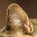 Måling af blodsukker Blodprøven udtages fra kattens øre.