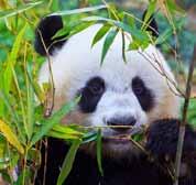 Opgaver TL PANDA ør du læser bogen Brug indholdsfortegnelsen Kan du finde rundt? Bambus Hvor mange kapitler? A G En panda bruger lang tid på at finde mad og på at æde.