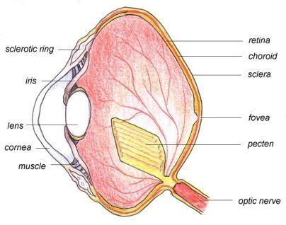 Brevduer har, som andre fugle en unik struktur i øjet kaldet pecten, der sidder på toppen af den optiske nerve. Der er en teori der mener at dette organ pecten giver næring til øjeæblet.