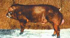 Det er en meget mager gris, der egner sig godt til baconproduktion.