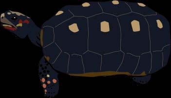 Bilag B - Rødfodet skovskildpadde