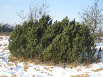 608, DK 2/2 40-60 6,06 4,66 Pinus contorta (klitfyr)