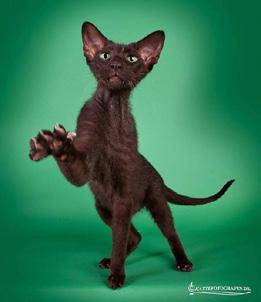 Hårløs: En helt nøgen kat, med meget lidt eller slet ingen pels eller katten har et tyndt lag af blød pels, som maximalt har en længde på 2 mm.