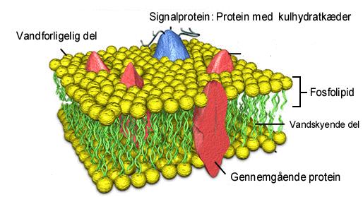 Fysiologi Side 7 Cellemembran. 7 nm tykt dobbeltlag af fedtstof (fosfolipider) med indlejrede proteiner (figur 7a).