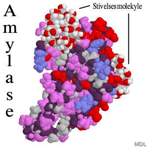 Side 14 Fysiologi Enzymer Et enzym er en biologisk katalysator.