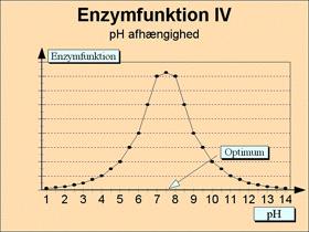 Side 16 Fysiologi Enzymers ph- afhængighed Figur 16 Enzymers ph-afhængighed. Ladningsfordelingen i aminosyrernes sidegrupper og i enzymets aktive område forskydes ved ændringer i ph-værdien.
