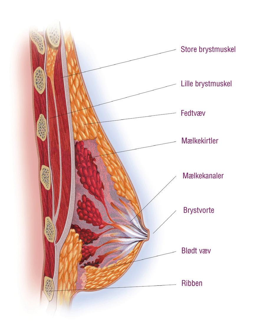 Brystets Anatomi Brystet består af mælkekanaler og -kirtler, der er omsluttet af fedtvæv og blødt kirtelvæv.